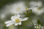 Akkerhoornbloem (Cerastium arvense)