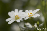 Akkerhoornbloem (Cerastium arvense)