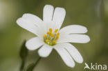 Akkerhoornbloem (Cerastium arvense)