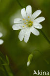 Field Mouse-ear (Cerastium arvense)