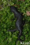 Alpenwatersalamander