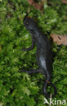 Alpine Newt (Ichthyosaura alpestris)