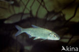 Bleak (Alburnus alburnus)