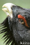 Eurasian Capercaillie (Tetrao urogallus)