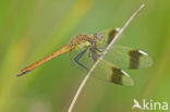 Bandheidelibel (Sympetrum pedemontanum) 