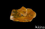 Amber