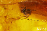 Amber