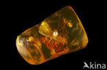 Amber