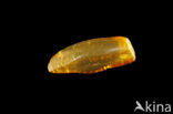 Amber