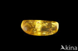 Amber