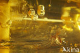 Amber
