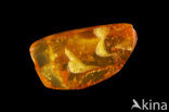 Amber