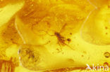 Amber