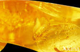 Amber
