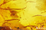 Amber