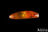 Amber