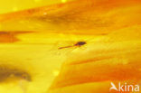 Amber