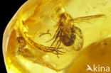 Amber