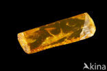 Amber