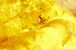 Amber