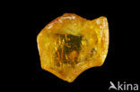 Amber