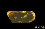 Amber