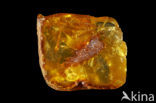 Amber