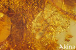 Amber