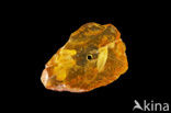 Amber