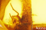 Amber