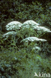 Giant Hogweed (Heracleum mantegazzianum)