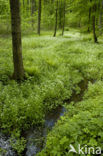 biosphere reserve Karstlandschaft Südharz