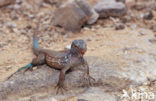 Blau-blau (Cnemidophorus murinus ruthveni)