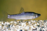 Blauwband (Pseudorasbora parva)