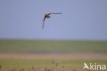 Northern Harrier