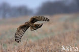 Northern Harrier