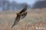 Northern Harrier