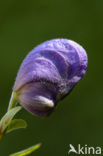 Blauwe monnikskap (Aconitum napellus)