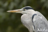 Blauwe Reiger (Ardea cinerea)