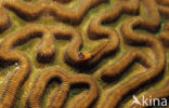 Pallid goby (Coryphopterus eidolon)