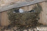 Boerenzwaluw (Hirundo rustica) 