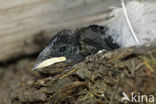 Boerenzwaluw (Hirundo rustica) 