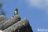 Boerenzwaluw (Hirundo rustica) 