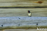 Boerenzwaluw (Hirundo rustica) 