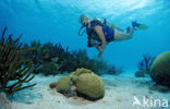 Bonaire National Marine Park