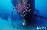 Bonaire National Marine Park