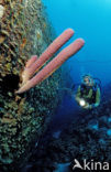 Bonaire National Marine Park