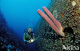 Bonaire National Marine Park