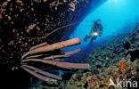 Bonaire National Marine Park