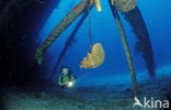 Bonaire National Marine Park